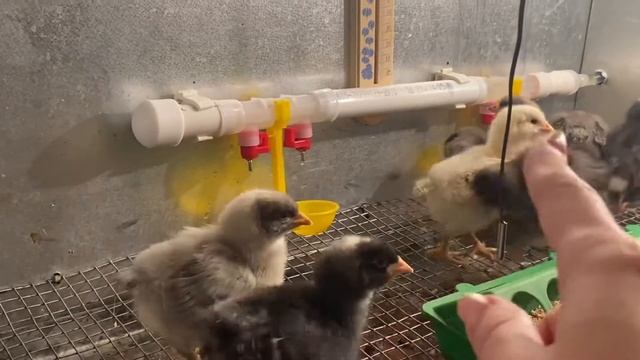Ниппельная поилка - быстро цыплята разобрались ? смотреть онлайн