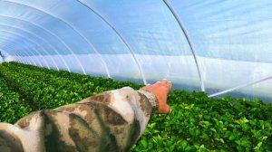 Затеняющая сетка для клубники