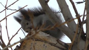 Как спит белка, пушистая устроила тихий час