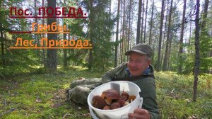 И снова лес и снова красивые грибы в сосновом лесу в районе пос. Победа.
