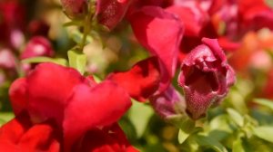 Panasonic Lumix DMC-G6 + M.ZUIKO DIGITAL ED 12-50mm F3.5-6.3 EZ