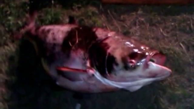 Толстолобик. 28.48кг Мой рекорд смотреть онлайн