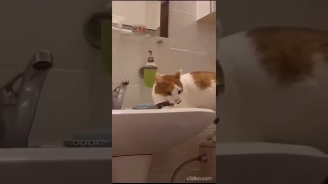 САМЫЕ СМЕШНЫЕ КОТЫ И СОБАКИ НА ЮТУБЕ/ ПОДБОРКА МИЛЫХ ЖИВОТНЫХ/ КОТЫ И СОБАКИ 2022/ Я РЖАЛ ЦЕЛЫЙ ЧАС смотреть онлайн