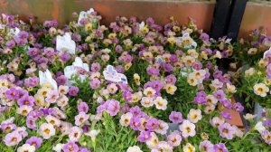 Calibrachoa Chameleon Flowers