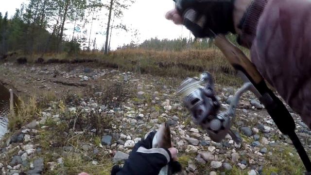 Ловля ХАРИУСА на спиннинг... ОТЛИЧНАЯ РЫБАЛКА!!! смотреть онлайн