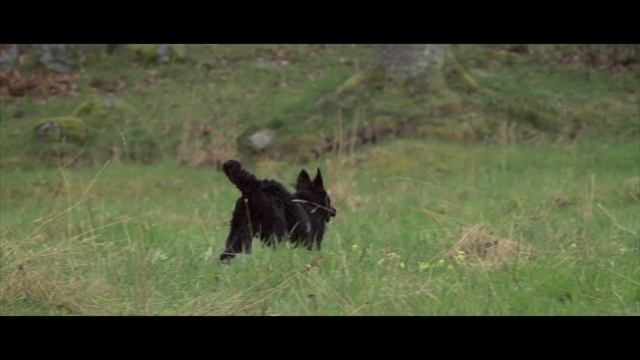 Husse Promo Video Healthy Lifestyle For Dogs смотреть онлайн