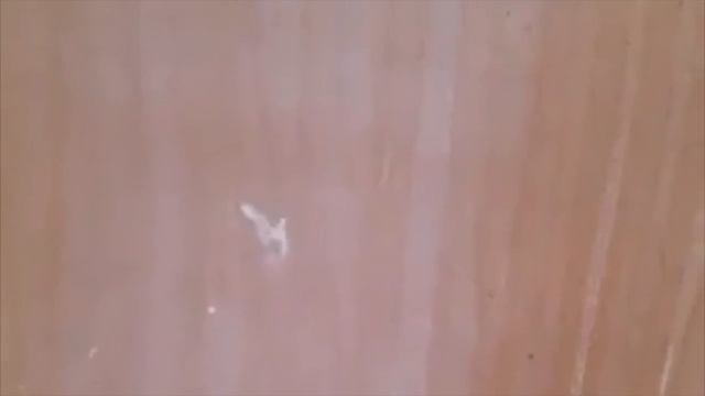 Механическое распыление обойного клея безвоздушкой ASPRO 2700 окрасочным аппаратом.