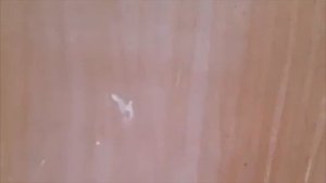 Механическое распыление обойного клея безвоздушкой ASPRO 2700 окрасочным аппаратом.