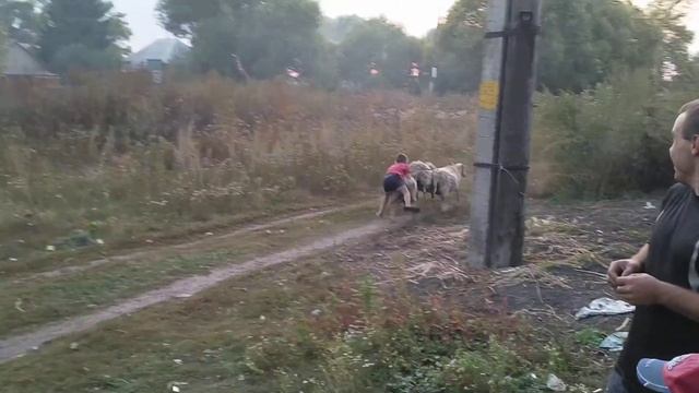 Баран дал сдачи , смотреть онлайн