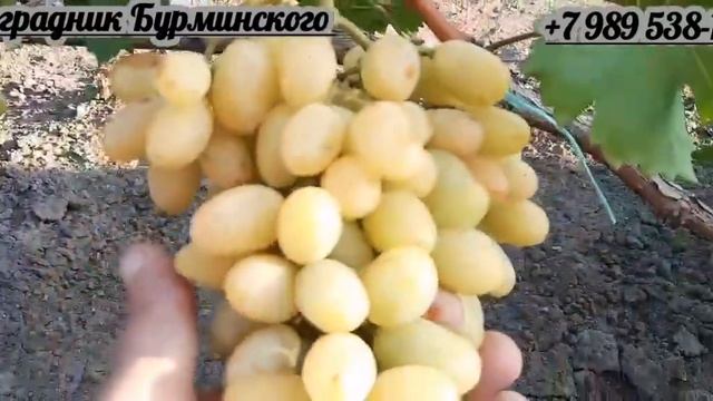 НОВИНКА!!! ГФ. Винограда АРИЯ (Калугин В.М.). смотреть онлайн