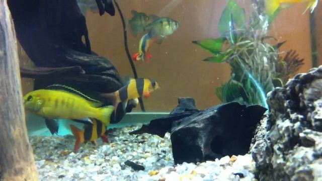 Electric Yellow Cichlid tropical fish смотреть онлайн