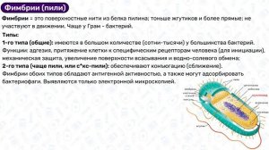 Строение бактерий МИКРОБИОЛОГИЯ бактерии, состав бактерий, строение прокариот