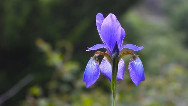 Самые неприхотливые цветы для солнечной клумбы. Что посадить на сухом и солнечном участке смотреть онлайн