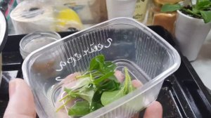 Черенкование петунии / Петуния из проф семян/ Когда черенковать петунию