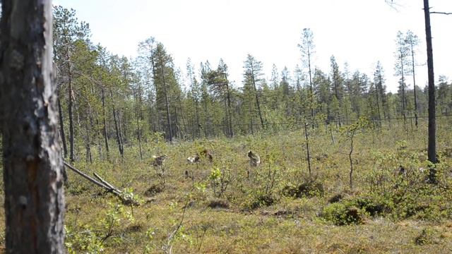 Притравка лаек на медведя смотреть онлайн