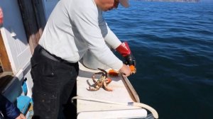 Разделка краба