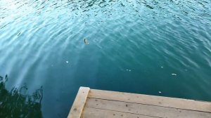 Незапланированная рыбалка на реке Пшада. Криница. Краснодарский край