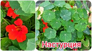 О настурции. Цветник без хлопот. Что посадить сразу в грунт без рассады.