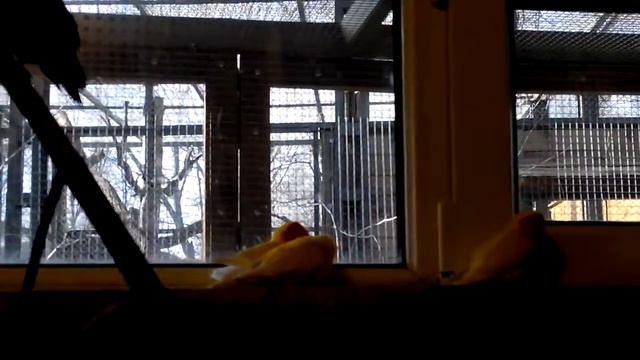 крикливые попугаи/noisy parrots