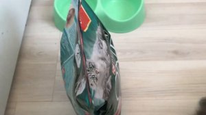 Чем я кормлю своего кота породы Русская голубая кошка