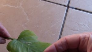 Филодендрон и щитовка! Как бороться?!