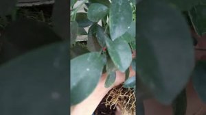 Муррайя. Пересадка с обрезкой корневой системы.Что лучше для растения?