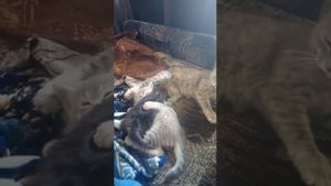 Кошка(принимает чужого котенка)вот так бывает)))
