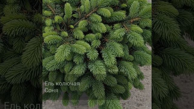 Ель колючая Соня смотреть онлайн