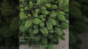 Ель колючая Соня