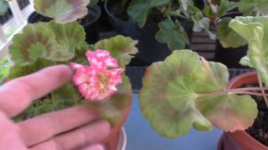 Цветение моих новых пеларгоний Дениз (Бельгия) и Розовая жемчужина