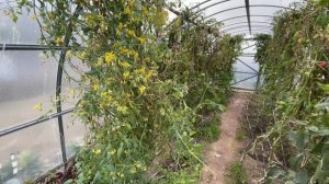 Куры несушки живут на даче сами Надо выполнить обязательные условия