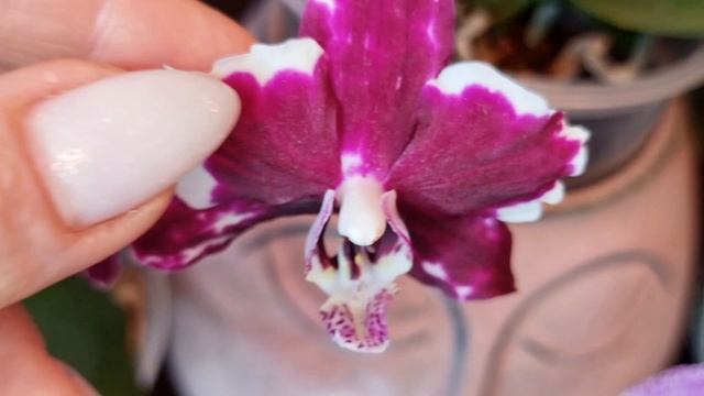 Коллекция Бабочек и пелоров размера 1,7 от SonYa ORCHID. Чего от них ждать.
