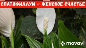 ЖЕНСКОЕ СЧАСТЬЕ (СПАТИФИЛЛУМ) - ВСЁ О ЦВЕТКЕ.