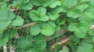 Клубничная пирамида: от посадки до урожая 9 мес. 10 преимуществ.