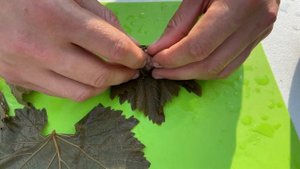 Рецепт долмы с соусом из мацони