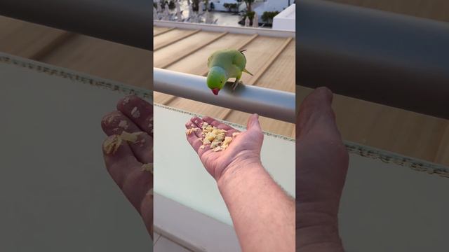 wild birds at Lanzarote Village Hotel balcony