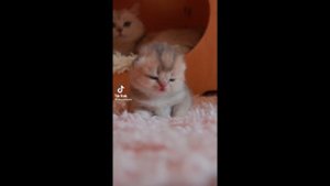 Смешные котики. Часть 3