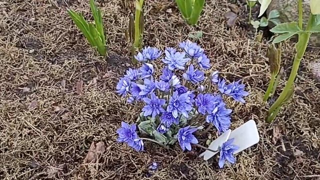 Печеночница или перелеска . Hepatica .