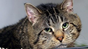 "Кот и его люди". Евгений Чеширко.