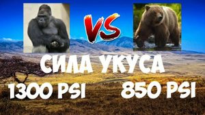 VERSUS | ГОРИЛЛА ПРОТИВ МЕДВЕДЯ | КТО СИЛЬНЕЕ ГОРИЛЛА ИЛИ МЕДВЕДЬ???
