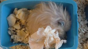 Сколько живут сирийские хомячки? ХОМКИ.