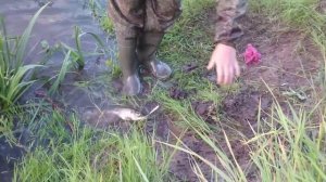 Воблер Salmo Minnow !