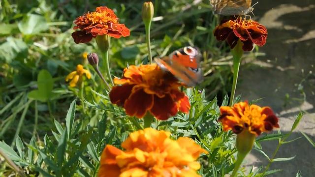 ЦВЕТЫ смотреть онлайн