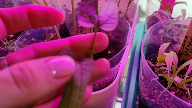 ОБЗОР ВСЕЙ МОЕЙ РАССАДЫ 🌺🌽🍉🍆 16 апреля 2022 смотреть онлайн