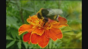 Последний шмель. Иван Бунин.