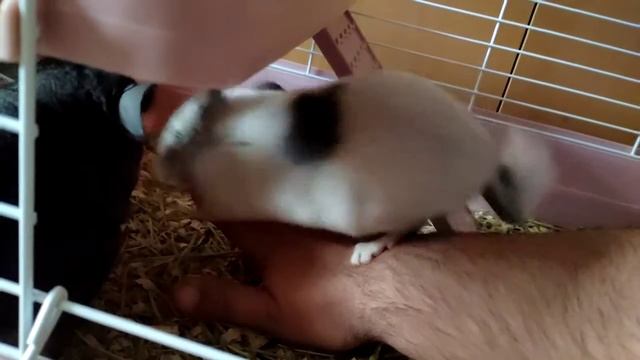 Шиншиллы сидят на руке. Chinchillas sit on the arm. Las chinchillas se sientan en el brazo.