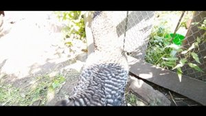 Голошейка квочка. Трехжелтковое яйцо. Цветной бройлер. Куры Доминанты начинают нестись.