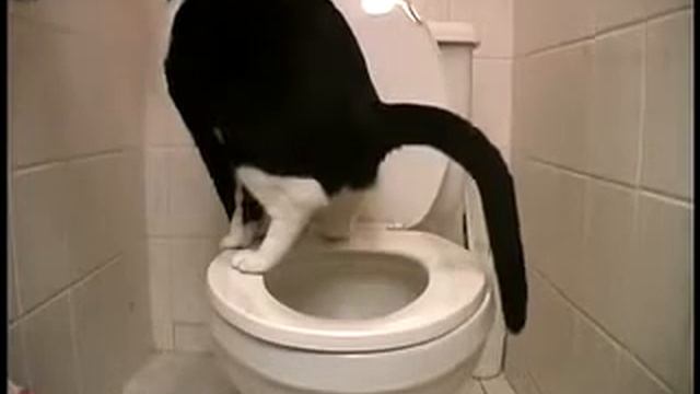 Кот срёт в унитаз :D смотреть онлайн