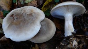 Clitocybe nebularis