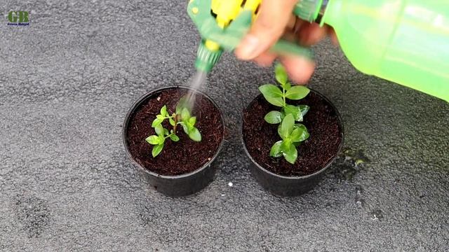 Cuphea hyssopifolia or false heather plant propagation from cuttings (with update) смотреть онлайн